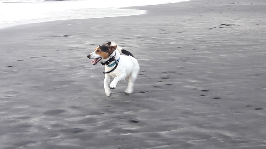 CIC NewsStory Moki 1 2