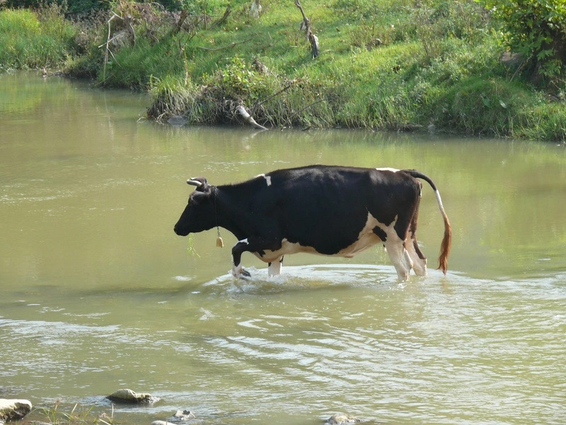 Cow wading through water