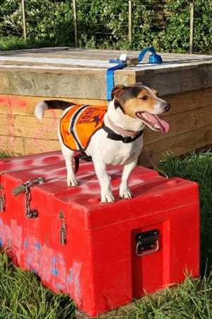 Moki the rat detector dog